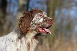 SETTER ANGLAIS 078